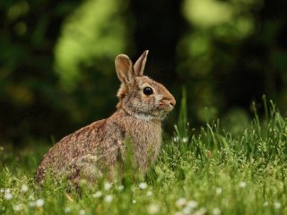 bunny-6187026_1280