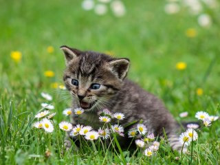 kitty-2948404_1280